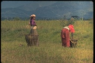 Nepalese girls raking hay