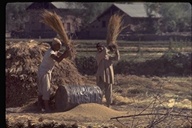 Winnowing wheat near Shalimar