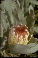 Protea sp.