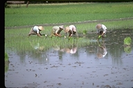 Planting rice in Bali, Indonesia