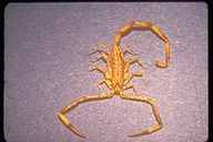 Lesser Brown Scorpion