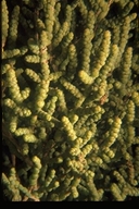 Allenrolfea occidentalis