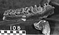 Diceratherium annectens