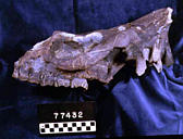 Diceratherium