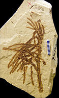 Glyptostrobus oregonensis