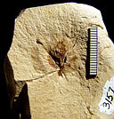 Ptelea miocenica