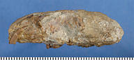 Mylagaulodon angulatus