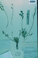Lomatium ciliolatum