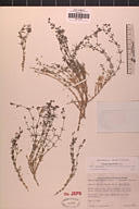 Galium angustifolium ssp. onycense