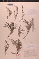 Galium angustifolium ssp. onycense