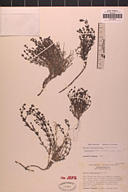 Galium angustifolium ssp. nudicaule
