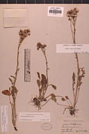 Packera streptanthifolia