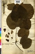 Aristolochia sipho