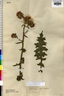 Carduus crispus ssp. multiflorus