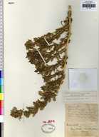 Amaranthus blitoides var. crassior