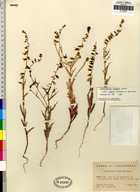 Streptanthus insignis ssp. lyonii
