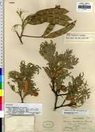 Acacia sericea