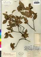 Acalypha lignosa