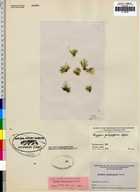 Bryopsis galapagensis