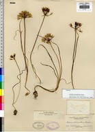 Allium bolanderi