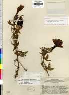 Passiflora huamachucoensis