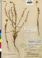 Streptanthus insignis ssp. lyonii