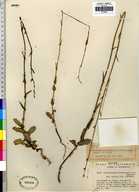 Streptanthus morrisonii ssp. elatus