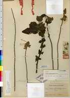 Salvia psilostachya