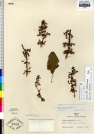Salvia divinorum