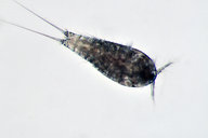 Dactylopusia