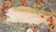 Spirobranchus