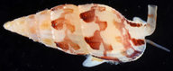 Zafrona striatula