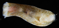 Phanerophthalmus cylindricus