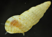 Rissoina honoluluensis