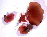 Asteromenia anastomosans