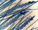 Spirocladia barodensis