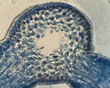 Coelothrix irregularis