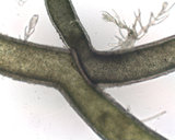 Cladophora herpestica