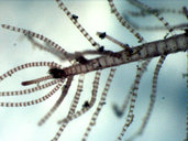 Spyridia filamentosa