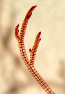 Neosiphonia ferulacea