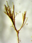 Sphacelaria rigidula