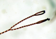 Centroceras clavulatum