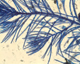 Antithamnionella elegans