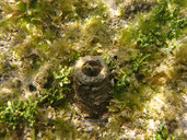 Caulerpa cupressoides var. lycopodium