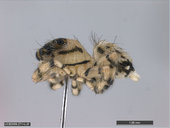 Thorelliola ensifera