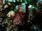Lomentaria corallicola