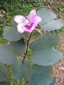 Bauhinia variegata var. Variegata