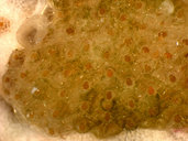 Fodinella sp. 2