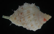 Coralliophila erosa