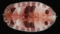Rhyssoplax perviridis